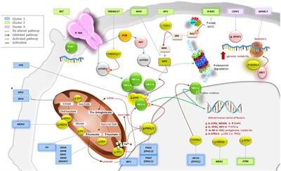 Update of Pheochromocytoma Syndromes: Genetics, Biochemical Evaluation, and Imaging